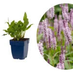 Persicaria amplexicaulis 'Rosea'