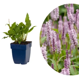 Persicaria amplexicaulis 'Rosea'