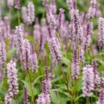 Persicaria amplexicaulis 'Rosea' fioritura