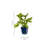 Persicaria amplexicaulis dimensioni