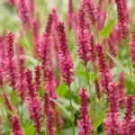 Persicaria amplexicaulis fioritura