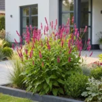 Persicaria amplexicaulis pianta fiorita