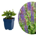 Salvia nemorosa 'Sensation Deep Blue'