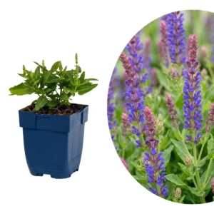 Salvia nemorosa 'Sensation Deep Blue'