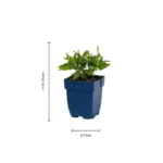 Salvia nemorosa 'Sensation Deep Blue' dimensioni