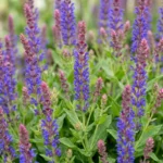 Salvia nemorosa 'Sensation Deep Blue' fioritura