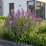 Salvia nemorosa 'Sensation Deep Blue' pianta fiorita