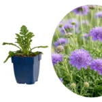 Scabiosa col. Butterfly Blue