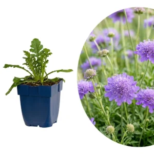 Scabiosa col. Butterfly Blue