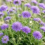 Scabiosa col. Butterfly Blue fioritura