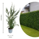 Cupressocyparis leylandii 2001