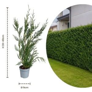 Cupressocyparis leylandii 2001