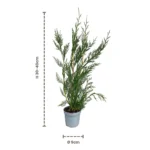 Cupressocyparis leylandii 2001 talee dimensioni