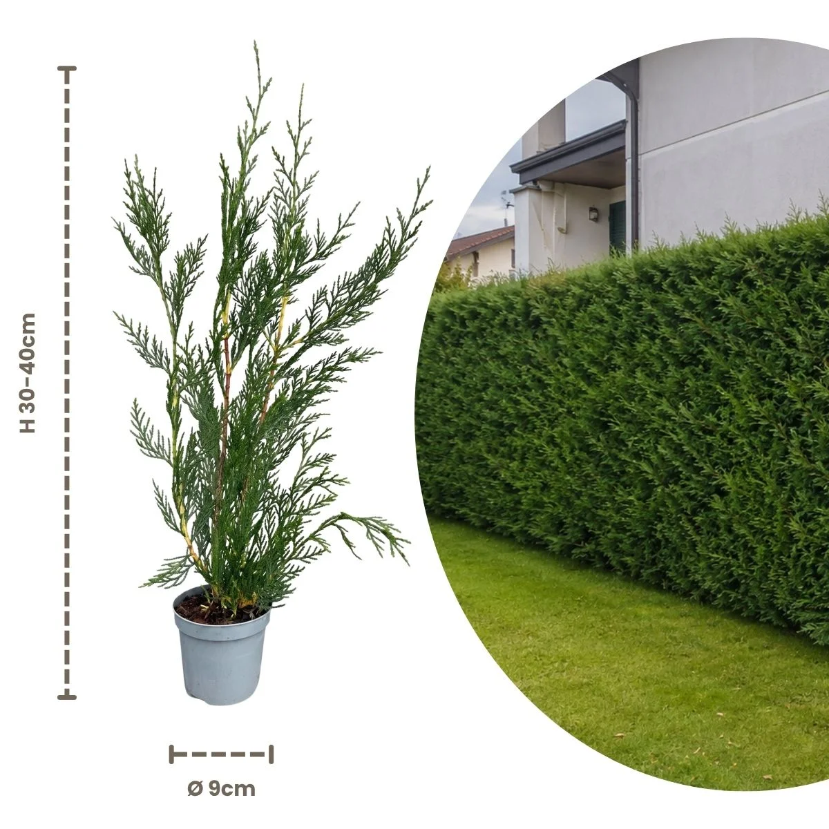 Cupressocyparis leylandii 2001 Cupressocyparis leylandii 2001