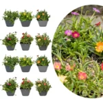 Mix Delosperma 12 piante vaso 7cm