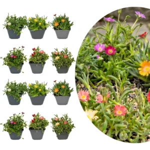 Mix Delosperma 12 piante vaso 7cm