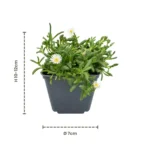 Mix Delosperma 12 piante vaso 7cm dimensioni