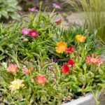 Mix Delosperma fiorito