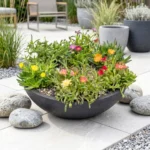 Mix Delosperma in vaso