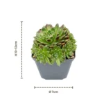 Mix Sempervivum Big Sam - immagine 4