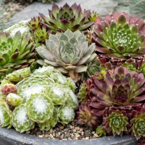 Mix Sempervivum Big Sam