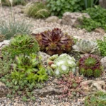 Mix Sempervivum Big Sam giardino roccioso