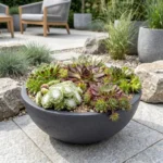 Mix Sempervivum Big Sam in vaso