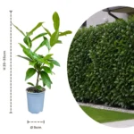 Prunus laurocerasus Novita talee