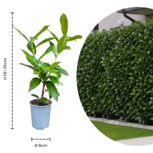 Prunus laurocerasus Novita talee