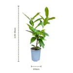 Prunus laurocerasus Novita talee dimensioni