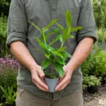 Prunus laurocerasus Novita talee dimensioni reali