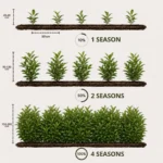 Prunus laurocerasus Novita talee distanza impianto