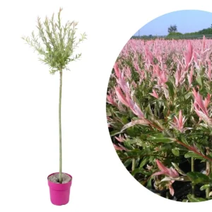 Salix Flamingo