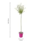 Salix Flamingo dimensioni pianta fornita