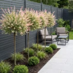 Salix Flamingo fogliame primaverile