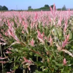 Salix Flamingo fogliame primaverile dettaglio
