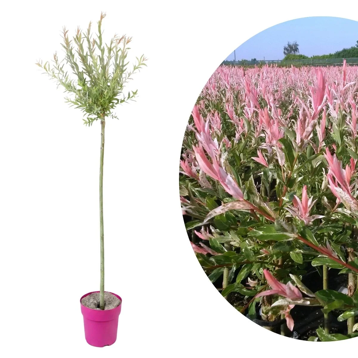 Salix Flamingo