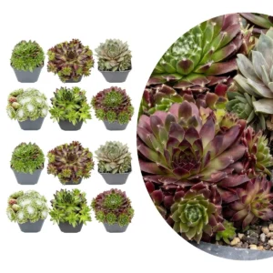 Sempervivum Big Sam 12 piante vaso 7cm