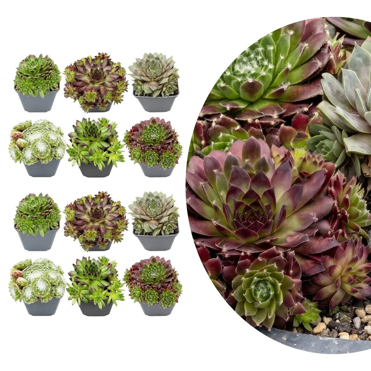 Sempervivum Big Sam 12 piante vaso 7cm Sempervivum Big Sam 12 piante vaso 7cm