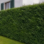 Siepe Cupressocyparis leylandii 2001