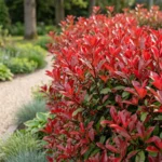 Siepe Photinia red robin caratteristica fogliame