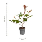 Siepe Photinia red robin talee dimensioni
