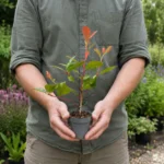 Siepe Photinia red robin talee dimensioni reali