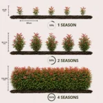 Siepe Photinia red robin talee distanza impianto