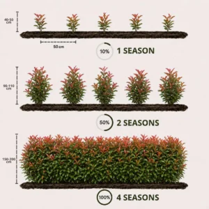 Siepe Photinia red robin talee distanza impianto