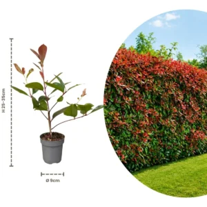Talee Photinia red robin