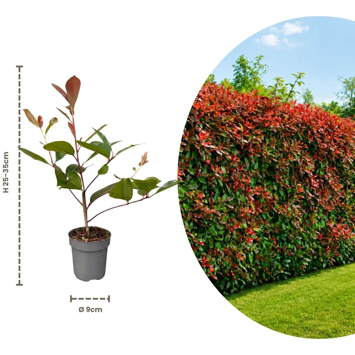 Talee Photinia red robin Talee Photinia red robin