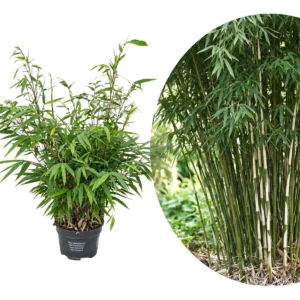 Fargesia robusta Pingwu
