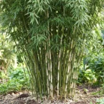Fargesia robusta Pingwu crescita vigorosa