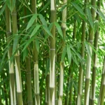 Fargesia robusta Pingwu foglie